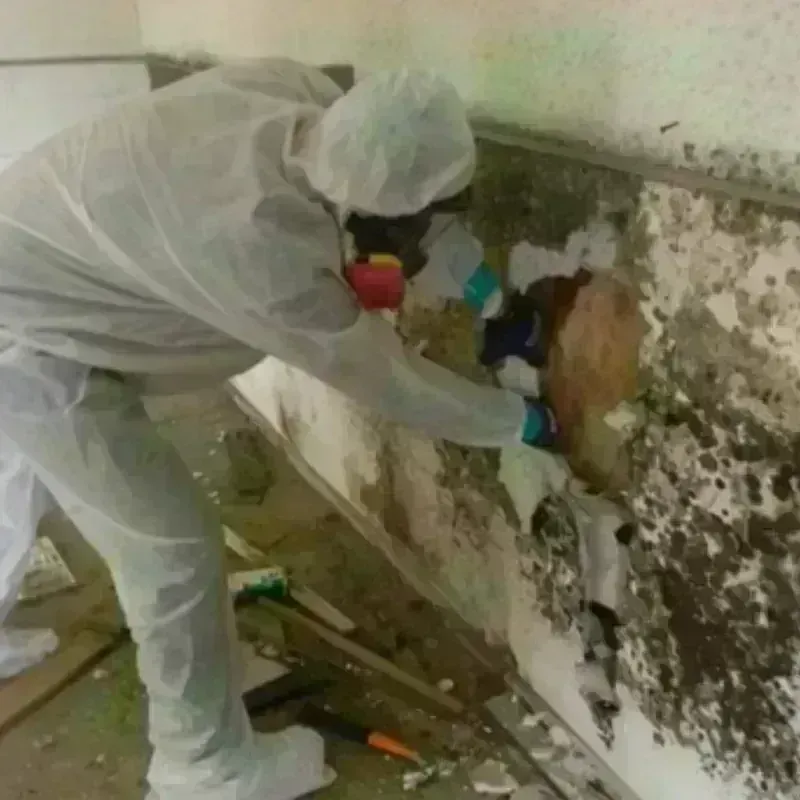 Mold Remediation and Removal in Morris County, TX